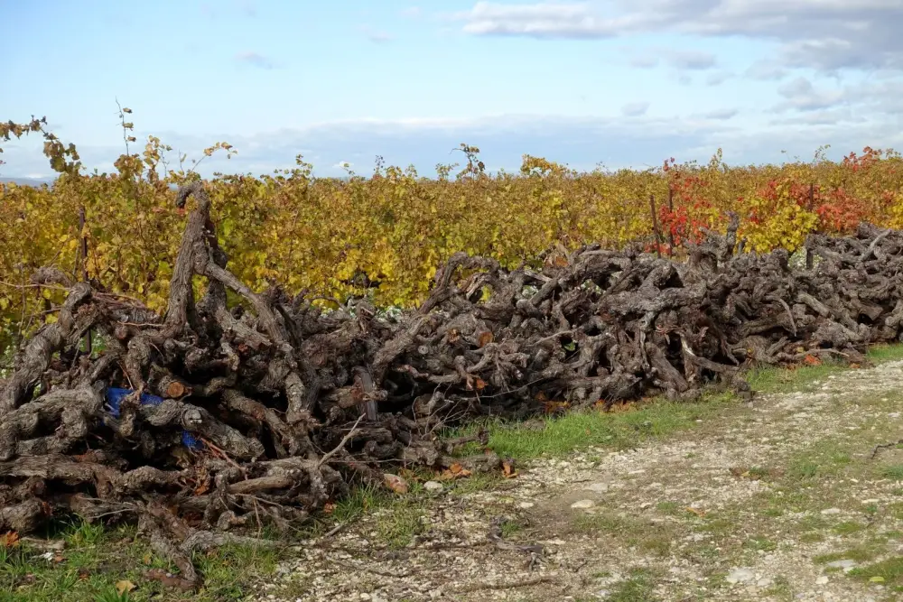 Arrachage de vignes à Savigny-lès-Beaune
