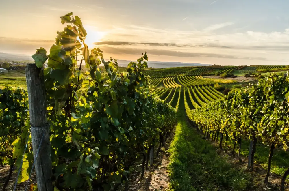 Vigne à Savigny-lès-Beaune
