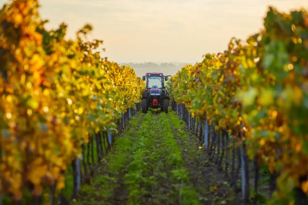 Vigne tracteur